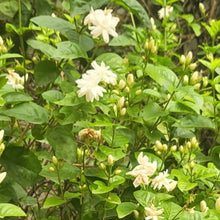 Load image into Gallery viewer, Best Hibiscus & Jasmine Tea for weight loss - Satmya