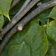 Load image into Gallery viewer, Neem Giloy Brew