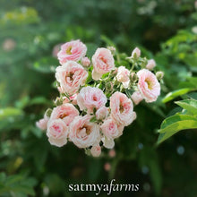 Load image into Gallery viewer, Farm Rose Flowers Growing  - Satmya