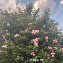 Load image into Gallery viewer, Gulkand Flower Tree - Satmya