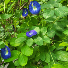 Load image into Gallery viewer, Butterfly Pea Flower Tea | Blue Pea Tea | Beauty &amp; Brain Tisane
