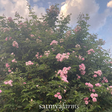 Load image into Gallery viewer, Gulkand Flower Tree - Satmya
